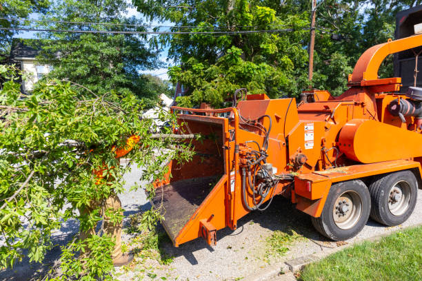 Best Tree Cutting Near Me  in Fairless Hills, PA